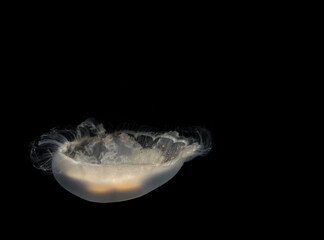 Jellyfish floating in water