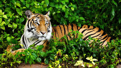 tiger in the grass