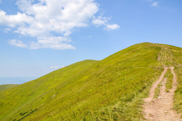 Fototapeta premium Large grassy meadow, slopes and forested hillsides of Carpathians. golden field in mountains with green trees against sky