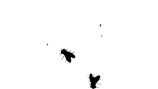 crepy flies and spiders crawling on the screen isolated