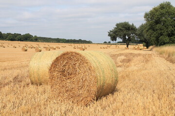 Fototapeta premium Round hay bales in a field on a hot summers afternoon near Wakefield West Yorkshire In the UK
