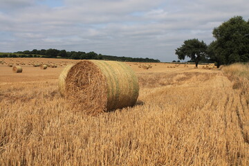 Hay bales in a field on a summers day with trees and  blue sky in background in Yorkshire Uk 