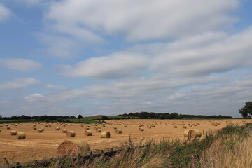 Fototapeta na wymiar Round hay bales in a field on a hot summers afternoon near Wakefield West Yorkshire In the UK