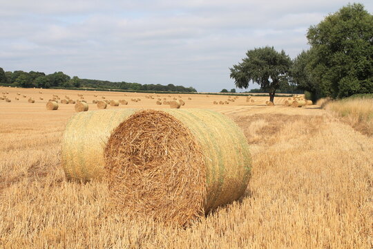 Round hay bales in a field on a hot summers afternoon near Wakefield West Yorkshire In the UK