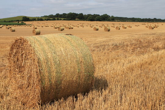Round hay bales in a field on a hot summers afternoon near Wakefield West Yorkshire In the UK