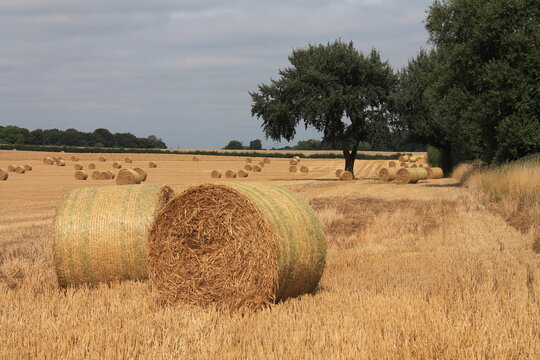 Round hay bales in a field on a hot summers afternoon near Wakefield West Yorkshire In the UK