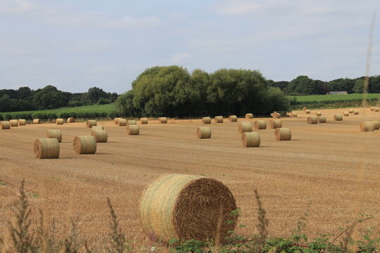 hay bales in the field In west Yorkshire on a summers day
