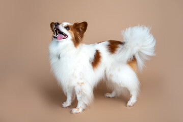 Papillon dog in front of a tan backdrop. Studio dog photography