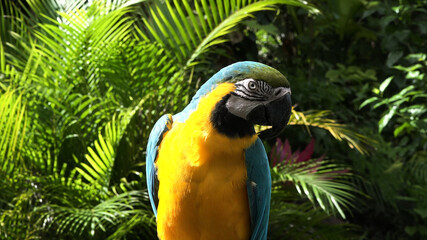 Blue and yellow macaw