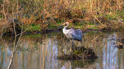 Great blue heron