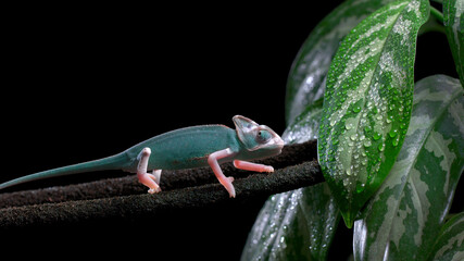 Veiled Chameleon On Black Background