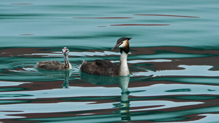 two swans in the water