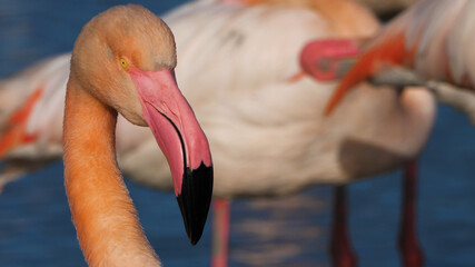 close up of a flamingo