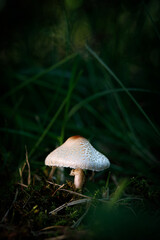 lose up of a small mushroom with a white cap