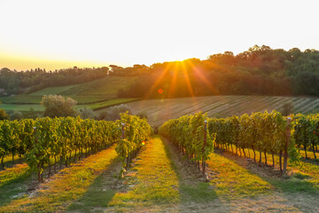 Beautiful sunrise at vineyards near  Faenza, Italy.