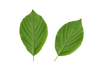 green leaf isolated 