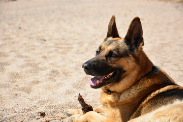 Fototapeta na wymiar german shepherd dog