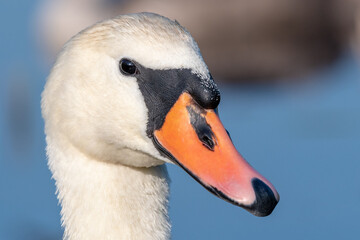 Close up of a swan in the morning on the lake