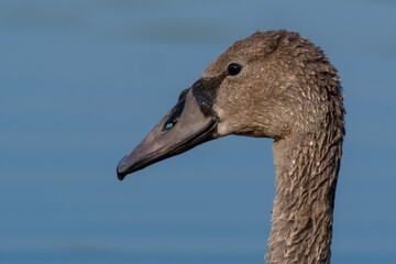 Close up of a swan in the morning on the lake