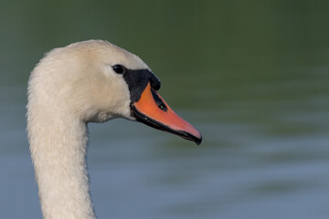 Close up of a swan in the morning on the lake