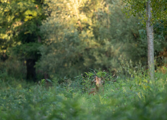 Red deer roaring in forest