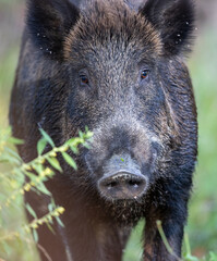 Close up of wild boar face in forest