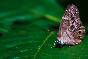 butterfly on leaf