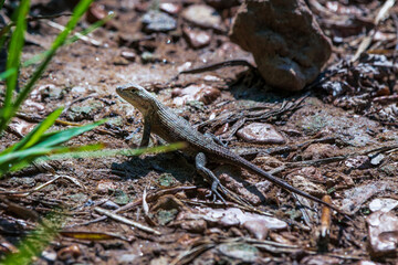 lizard on the rock