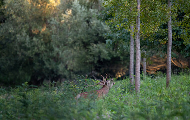 Red deer roaring in forest