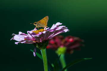 butterfly on flower