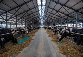 Stalls of a modern barn with cows and rows of special feed. A modern dairy cow farm in Russia