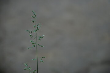 Meadow bluegrass is a perennial plant. Meadow bluegrass, family of cereals, herbaceous green plant. Close-up of green seeds growing on thin twigs on a long thin green stem.