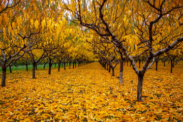 Fototapeta premium Orchard in the colorful fall