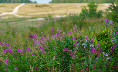 Beautiful pink purple flowers of Fireweed (Chamaenerion angustifolium) also known as Rosebay willowherb growing wild on Salisbury Plain UK