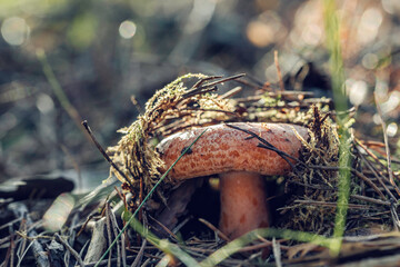 Lactarius deliciosus, commonly known as the saffron milk cap and red pine mushroom growing in the...