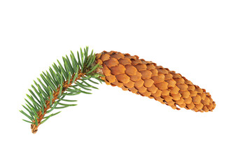 fir cone on a branch with needles, isolate on a white background