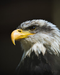 american bald eagle