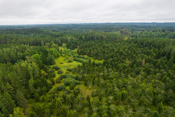 Fototapeta na wymiar Aerial view from drone on bogs, withered grey trees, gallant pine and birch forests in different colors such as light, dark green, emerald, yellow