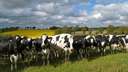 Cows on a meadow