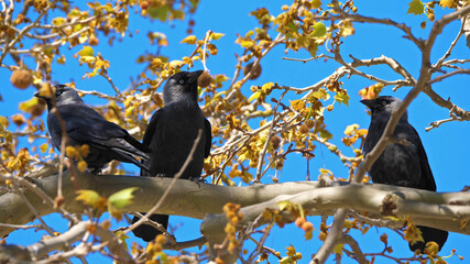 Crow on tree
