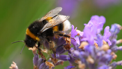Bee on lavender