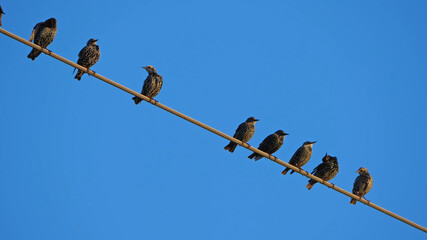 Birds on wire