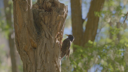 Woodpecker on tree