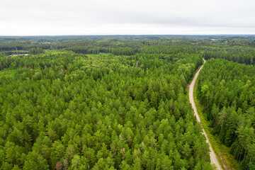 Aerial view from drone of idyllic country road leading through gallant pine and birch forests in...