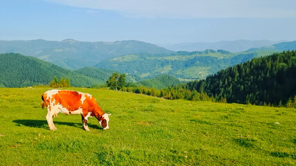 Cow on a meadow