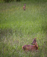 Two deers standing in the grass in Germany