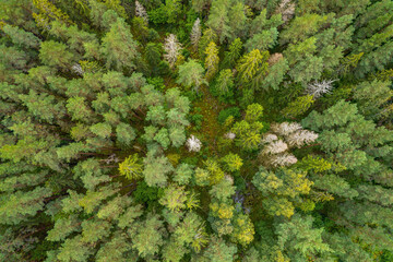 Directly above aerial drone full frame shot of pine forests and birch groves in different amazing green colors with beautiful texture of treetops