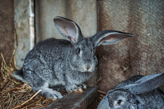 Grey rabbits in a cage at animal farm