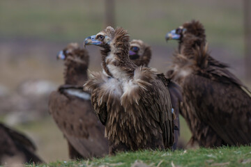 Fototapeta premium Cinereous Vulture (Aegypius monachus) perched on grass, standing in group.