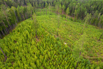 Directly above aerial drone full frame shot of pine forests and birch groves in different amazing green colors with beautiful texture of treetops